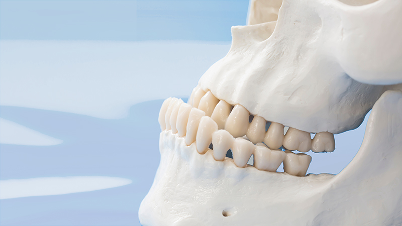 Nahaufnahme Schädel mit Kiefer und Zähnen